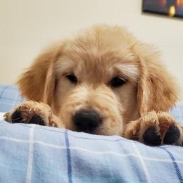 Golden Retriever Puppies from The Golden Court