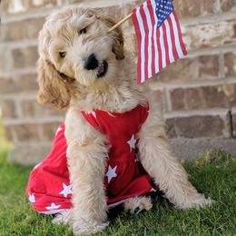 Goldendoodle Puppies from Texas Dapper Doodles