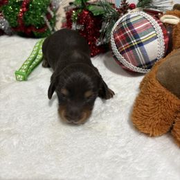 Chocolate and tan male - Chocolate male Dachshund puppy in Pleasant Plains, Arkansas from JGBs Dachshunds