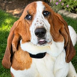 Farm Dog - Basset Hound