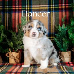 DANCER - Blue merle female Miniature American Shepherd puppy in Puyallup, Washington from TRAILS END (FERGI’S) GEMINI