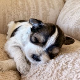 Rachael - Parti female Miniature Schnauzer puppy in Grantsville, Utah from Stellar Schnauzers
