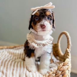 Surprise - Tri-color female Bernedoodle puppy in Sulphur, Louisiana from Curly Q’s Of Carlyss
