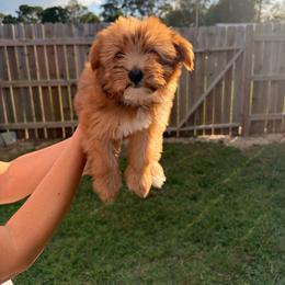 Daisy - Sable female Yorkshire Terrier puppy in Beulaville, North Carolina from Sunset Ranch
