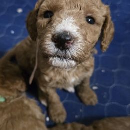 Goldendoodle and Labrador Retriever Puppies from Sagebrush Labradors and Doodles