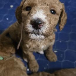 Goldendoodle and Labrador Retriever Puppies from Sagebrush Labradors and Doodles