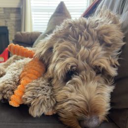 Goldendoodles from Violet’s Doodles