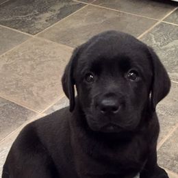 Labrador Retrievers from Harvest Moon English Labradors
