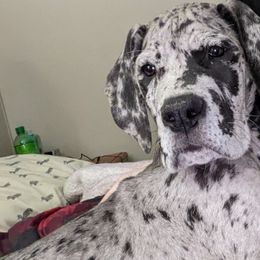 Great Danes from Bonetown Great Danes