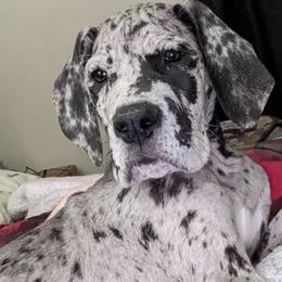 Great Danes from Bonetown Great Danes
