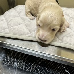 Boy 1 - Cream Dachshund puppy in Salkum, Washington from Stonevalley Dachshunds