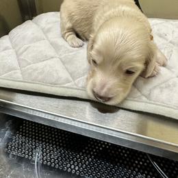 Boy 1 - Cream Dachshund puppy in Salkum, Washington from Stonevalley Dachshunds