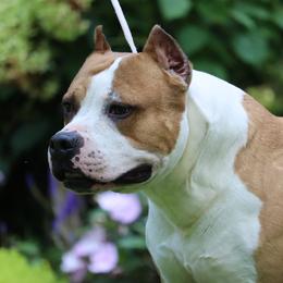 Darwin - American Staffordshire Terrier