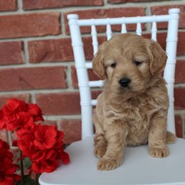 Aussiedoodle and Goldendoodle Puppies from Skyridge Doodles