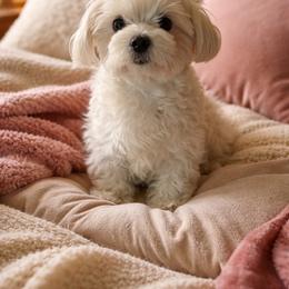 Sofie - Maltese