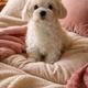 Sofie