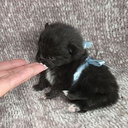 Finley - Black Pomeranian puppy in Smithville, Texas from Lafary Poms