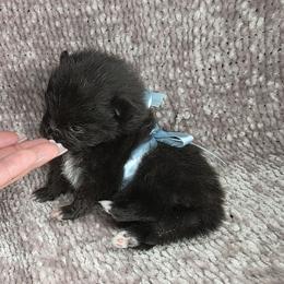 Finley - Black Pomeranian puppy in Smithville, Texas from Lafary Poms
