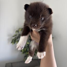 Pomsky Puppies from Velvet Pomskies