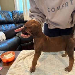 Au Gratin - Fawn female Great Dane puppy in Medford, New York from Alchemy Danes