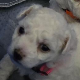Girl Pink Collar - White female Bichon Frise puppy in Eaton Rapids, Michigan from JMs Bichons