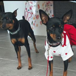 Doberman Pinscher and Miniature Pinscher Puppies from 305dobiez