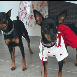 Doberman Pinscher and Miniature Pinscher Puppies from 305dobiez
