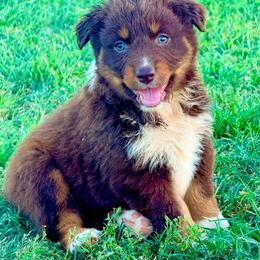 Nova - Red tri-color female Australian Shepherd puppy in Mineral Wells, Texas from A6 Australian Shepards