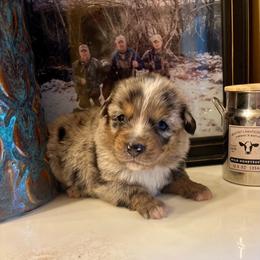 Winnabego - Blue merle male Miniature Australian Shepherd puppy in White Plains, Kentucky from Garrett’s Ridge Farm