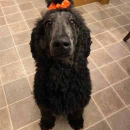 Coco - Poodle