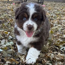 Andover's Sound of Valor - Red tri-color male Miniature American Shepherd puppy in Rockford, Illinois from Andover Aussies