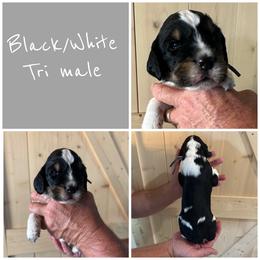Gray - Black white and tan male English Springer Spaniel puppy in Godley, Texas from Legacy Springer Spaniels