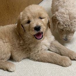 Goldendoodles and Poodles from Best Choice Doodles