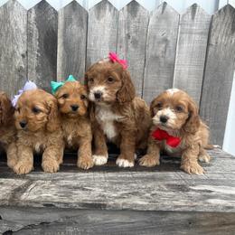 Cockapoo puppies from DoodleForever