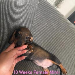 Mimi - Black and tan female Dachshund puppy in Tampa, Florida from M&M Pups