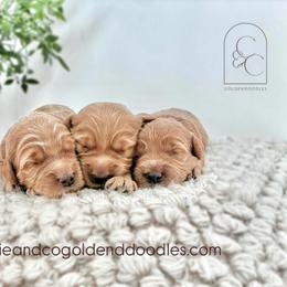 1st Pick - Red  male Goldendoodle puppy in Madisonville, Kentucky from Carlie and Co. Goldendoodles