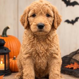 Rogers (Captain America) - Red  male Poodle puppy in Lecanto, Florida from Lecanto Puppy