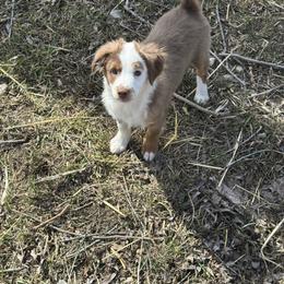 Prancer - Red tri male Toy Australian Shepherd puppy in Menan, Idaho from Teton Toy Aussies