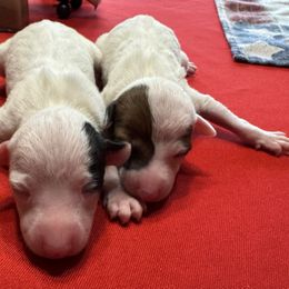 Italian Greyhound puppies from WAHLTOWAHLIGGYS