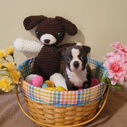 Boston Terrier Puppies from CC'S Boston Babies