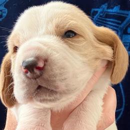Boy 3 - Red and white male Basset Hound puppy in Kenansville, Florida from Fancy Hounds