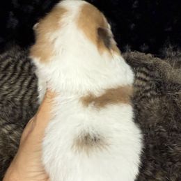 Sadie - Orange parti female Pomeranian puppy in Greenville, Georgia from Breezy Hill Poms