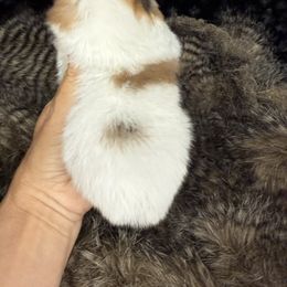 Sadie - Orange parti female Pomeranian puppy in Greenville, Georgia from Breezy Hill Poms