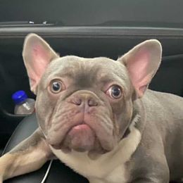 Thumper - French Bulldog