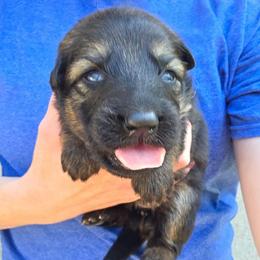 Purple Collar Girl - Sable female German Shepherd puppy in Dallas, Pennsylvania from Mountainside German Shepherds