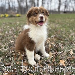 Boy 6 - Red tri-color male Australian Shepherd puppy in Lowell, Indiana from Bearfoot Aussies and Tollers