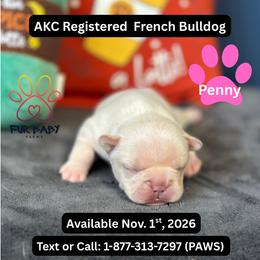 Chrissy - White female French Bulldog puppy in Michigan from Fur Baby Farms