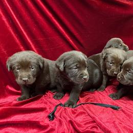 Chocolate Male 3 - Chocolate male Labrador Retriever puppy in Beaverdam, Virginia from Gold Heart Labradors