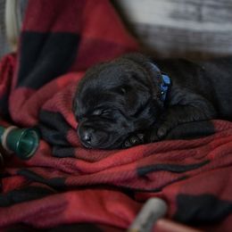 Labrador Retriever Puppies from Hartsells Retrievers
