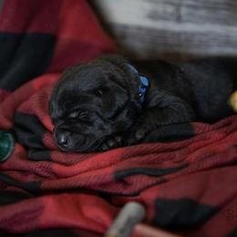 Labrador Retriever Puppies from Hartsells Retrievers